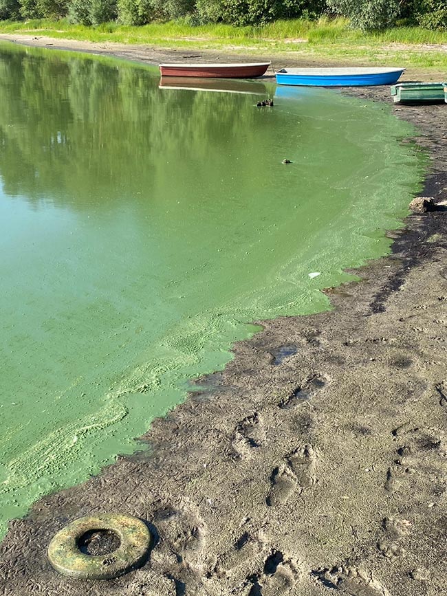 Blaualgen am Borker See